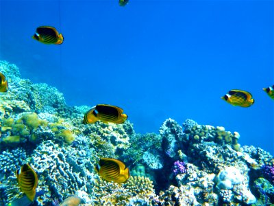 Coral Reef, Ecosystem, Coral Reef Fish, Underwater