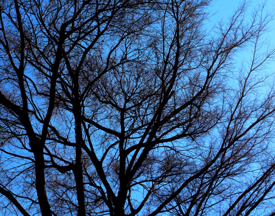 Sky, Branch, Tree, Woody Plant