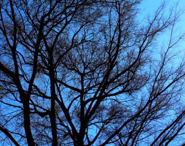 Sky, Branch, Tree, Woody Plant