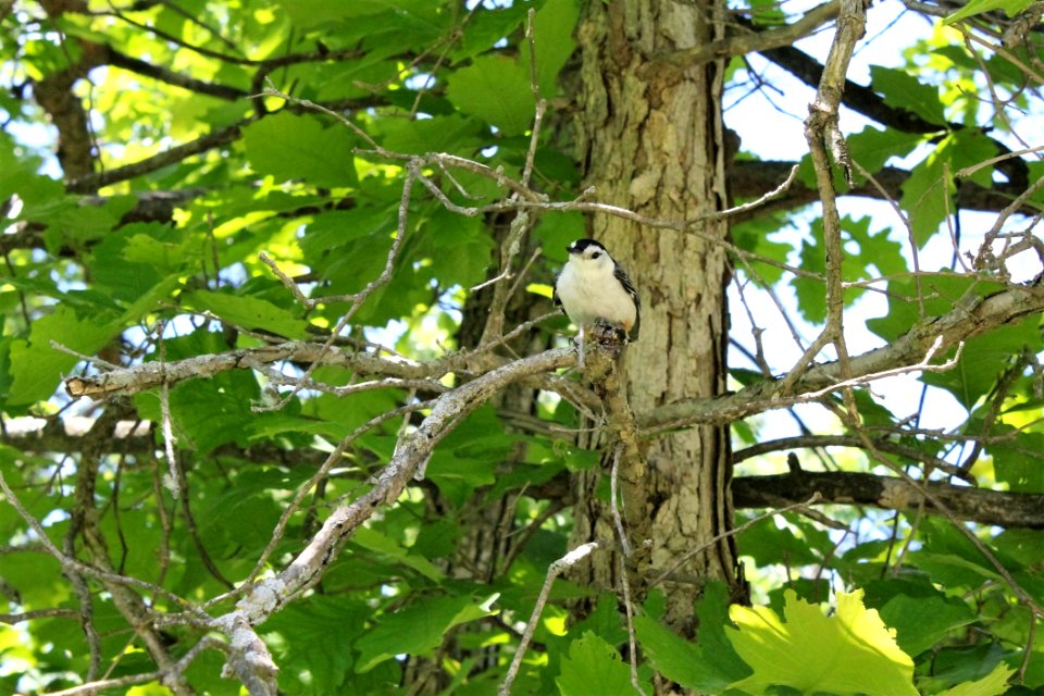 Bird, Fauna, Branch, Tree