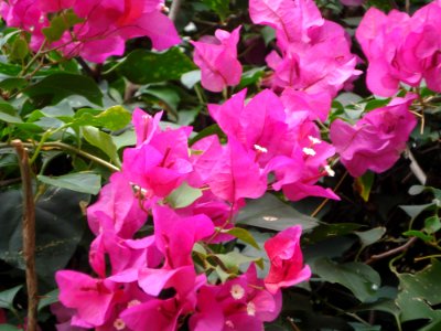 Plant, Flower, Flora, Annual Plant