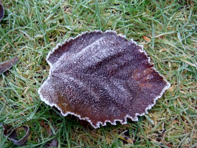 Grass, Fungus