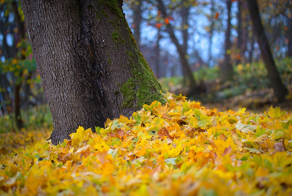 Nature tree maple