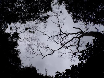 Sky, Tree, Branch, Nature