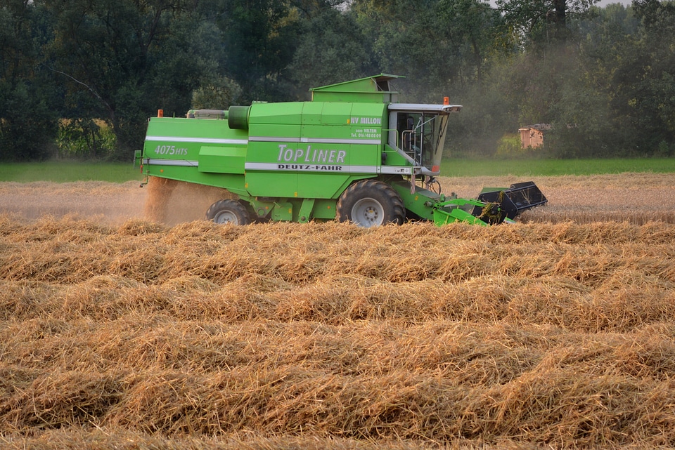 Harvest grain agriculture