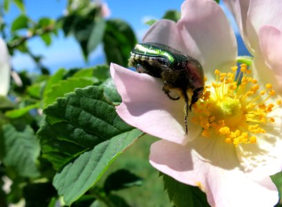 Flower, Bee, Insect, Nectar
