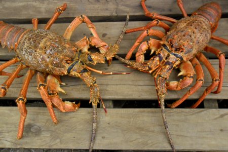 Decapoda, Seafood, Crustacean, American Lobster photo