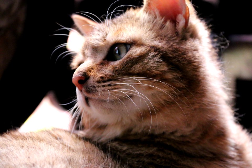 Cat, Whiskers, Small To Medium Sized Cats, Fauna