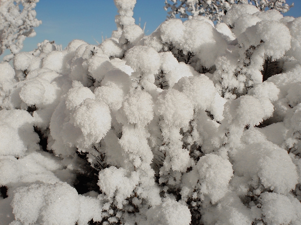 Winter shrubs snow ball
