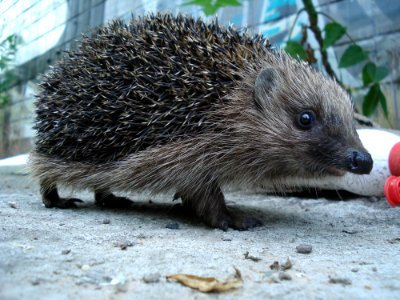 Hedgehog, Erinaceidae, Domesticated Hedgehog, Fauna