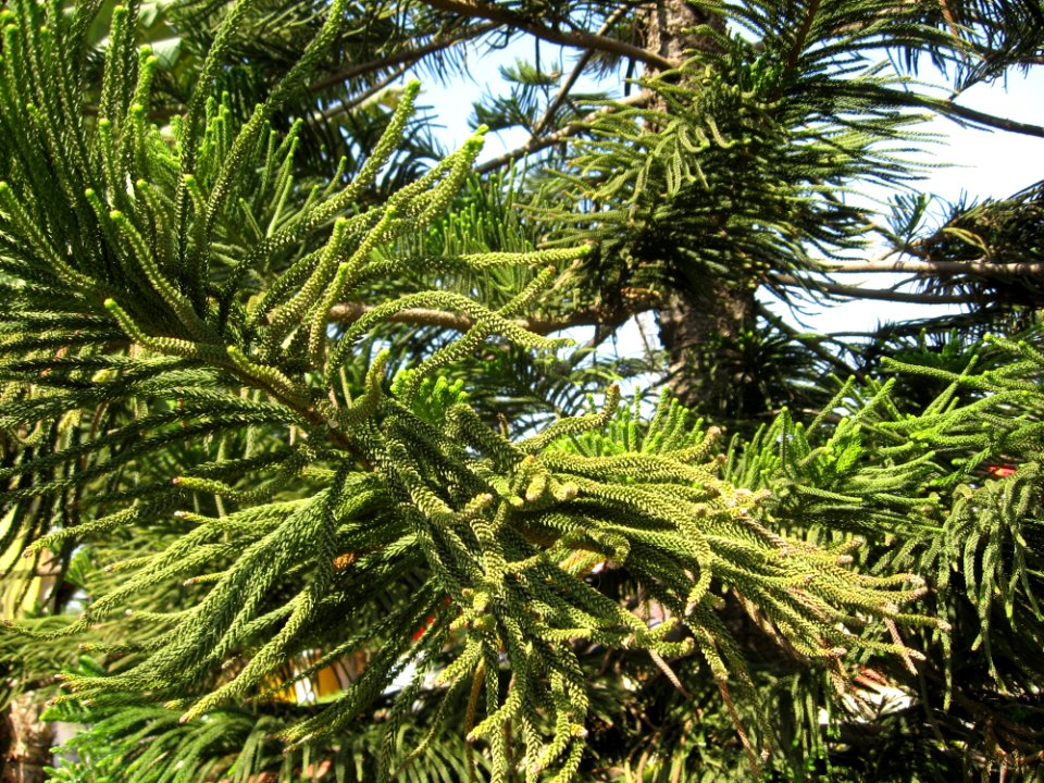 Tree, Pine Family, Plant, Spruce