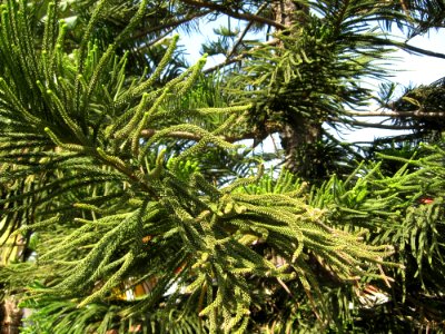Tree, Pine Family, Plant, Spruce photo