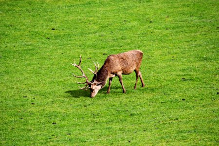 Wildlife, Deer, Grassland, Fauna photo