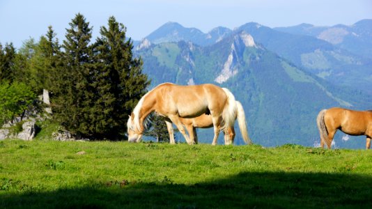 Pasture, Grassland, Horse, Grazing photo