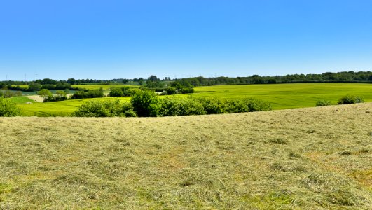 Grassland, Field, Ecosystem, Pasture photo