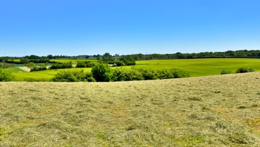 Grassland, Field, Ecosystem, Pasture