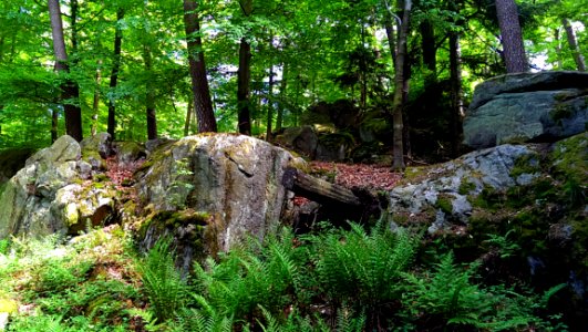 Vegetation, Nature Reserve, Woodland, Ecosystem