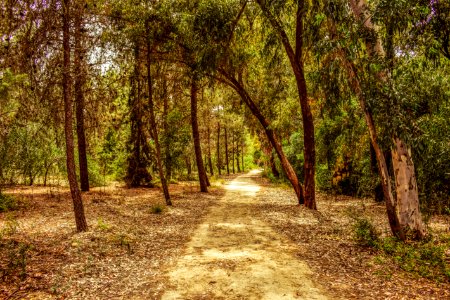 Path, Woodland, Ecosystem, Vegetation photo