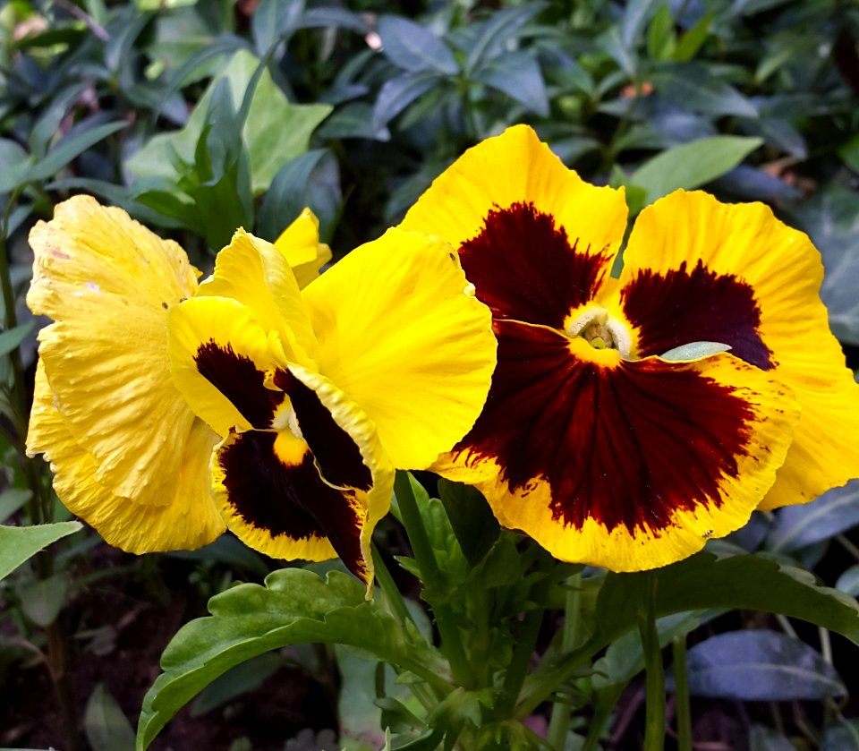 Flower, Plant, Yellow, Flowering Plant