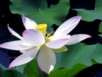 Flower, Plant, Sacred Lotus, Lotus