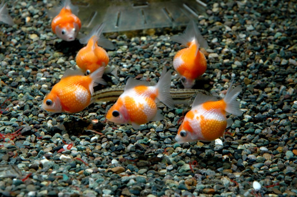 Fauna, Goldfish, Marine Biology, Fish