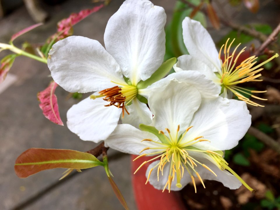Flower, Flora, Plant, Flowering Plant
