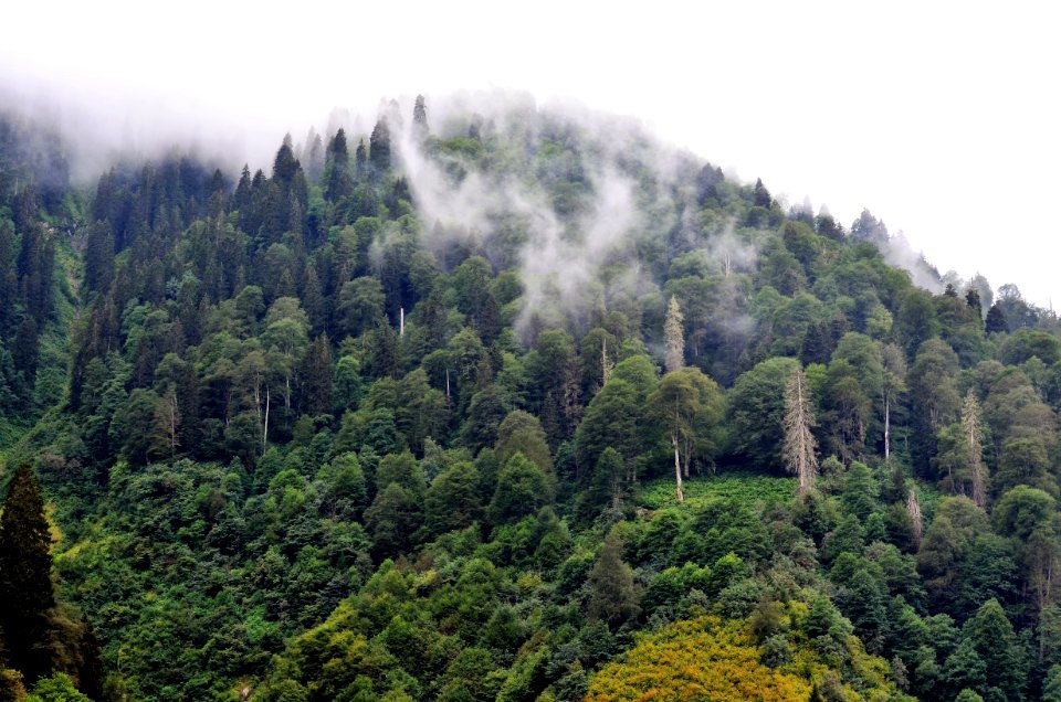 Vegetation, Nature, Tropical And Subtropical Coniferous Forests, Ecosystem