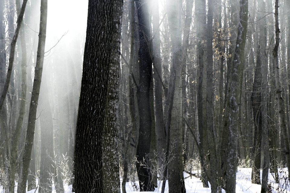Tree, Freezing, Winter, Snow