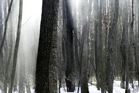 Tree, Freezing, Winter, Snow photo