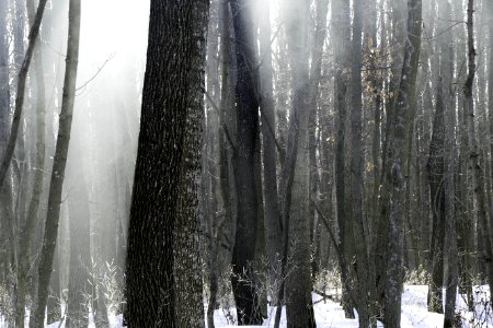 Tree, Freezing, Winter, Snow