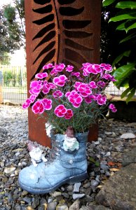 Flower, Plant, Pink, Flowering Plant