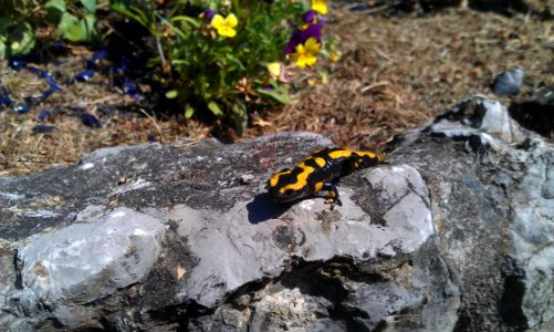 Salamandra, European Fire Salamander, Salamandridae, Organism
