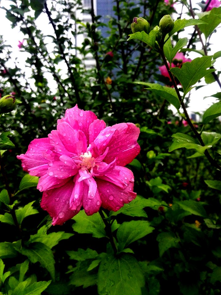 Flower, Plant, Flowering Plant, Flora