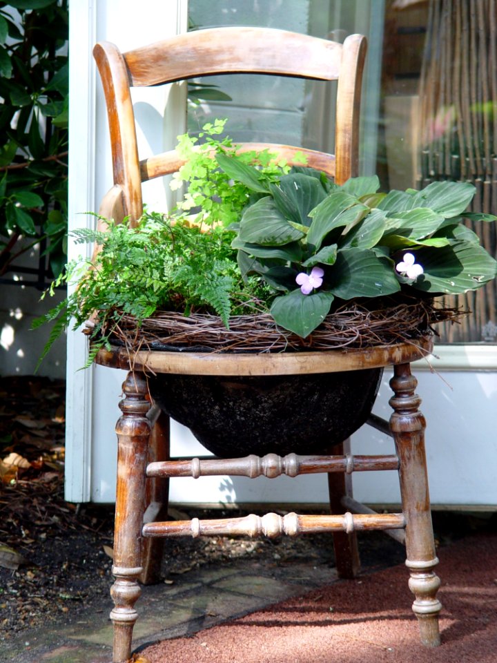 Plant, Furniture, Flowerpot, Table