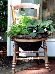 Plant, Furniture, Flowerpot, Table photo