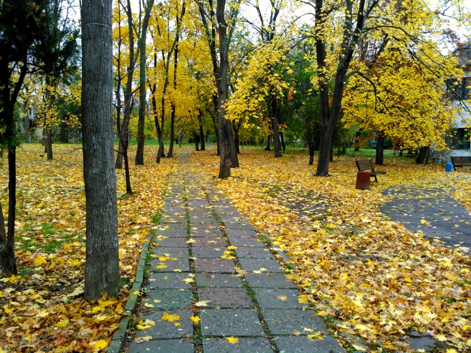 Leaf, Yellow, Autumn, Tree