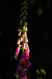 Green black violet