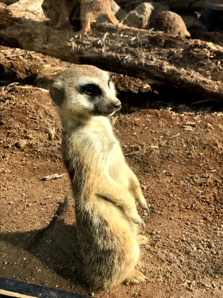 Meerkat, Fauna, Mammal, Wildlife