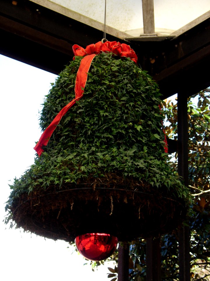 Tree, Christmas Decoration, Christmas Tree, Plant