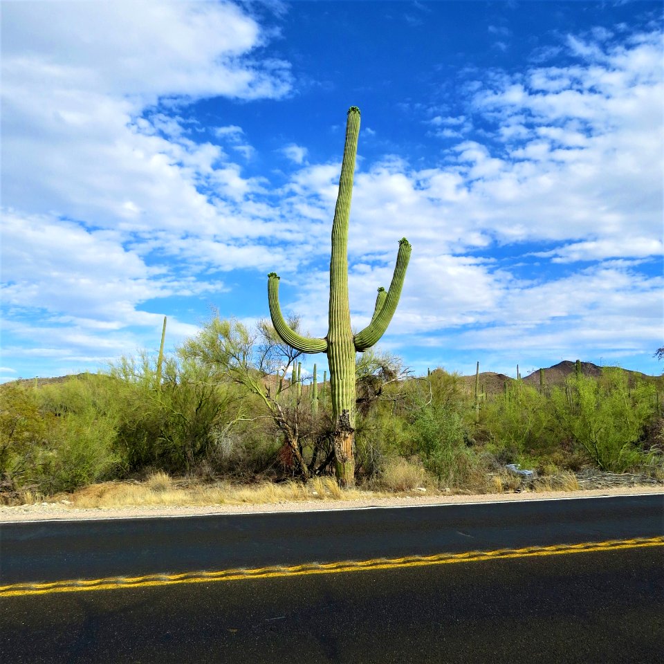 Sky, Road, Plant, Vegetation