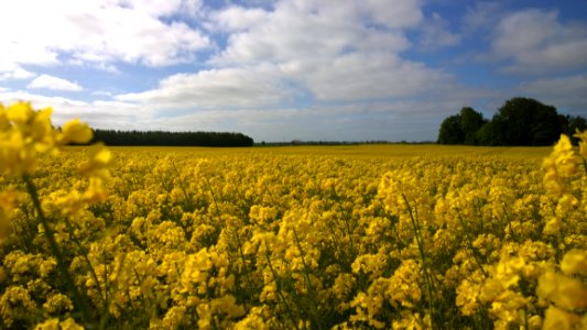 Rapeseed, Canola, Yellow, Field