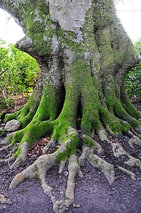 Uk nature tree photo