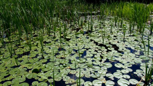 Plant, Vegetation, Water, Ecosystem