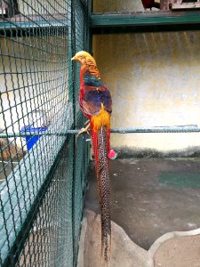 Vertebrate, Macaw, Bird, Fauna photo