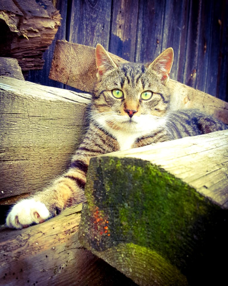 Cat, Mammal, Fauna, Small To Medium Sized Cats