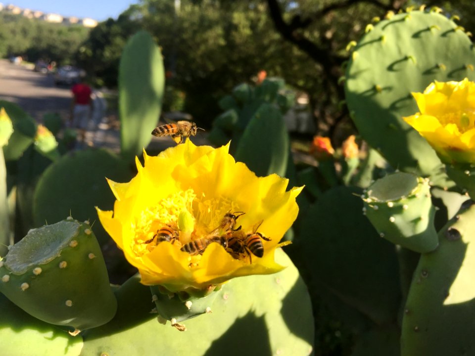 Plant, Flowering Plant, Yellow, Eastern Prickly Pear