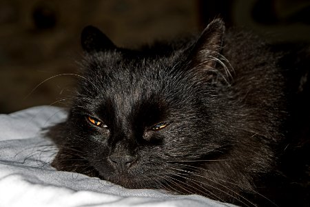 Cat, Black Cat, Whiskers, Black photo
