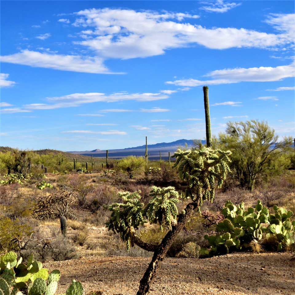 Sky, Vegetation, Ecosystem, Shrubland