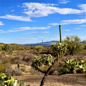 Sky, Vegetation, Ecosystem, Shrubland