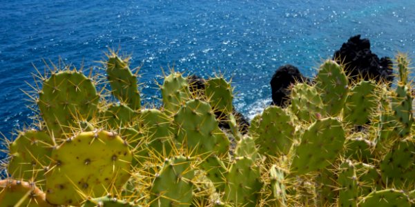 Vegetation, Plant, Cactus, Sky